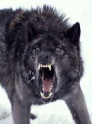 black_wolf